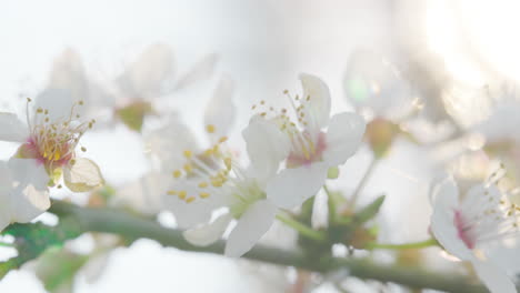 white spring blossoms