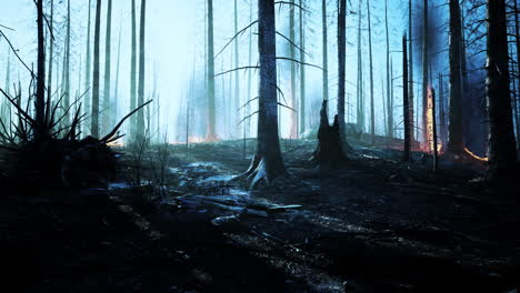 Wildfire-burns-ground-in-forest