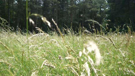 Wiese-Im-Wind-In-Zeitlupe-Bäume