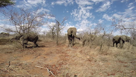 manada de elefantes alimentándose de árboles en condiciones invernales secas con nubes dispersas sobre ellos, vista panorámica capturada en el gran parque kruger