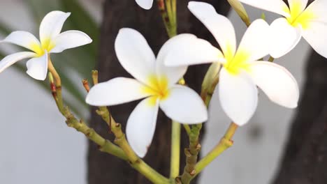 close-up of white plumeria flowers gently swaying