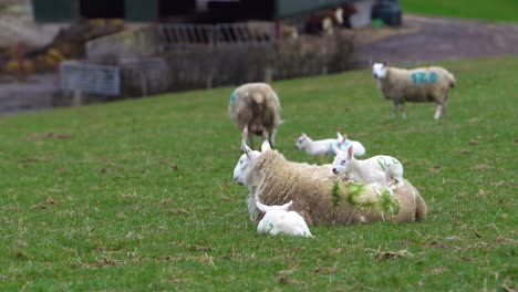 Kleines-Lamm,-Das-Auf-Dem-Rücken-Von-Schafen-Sitzt