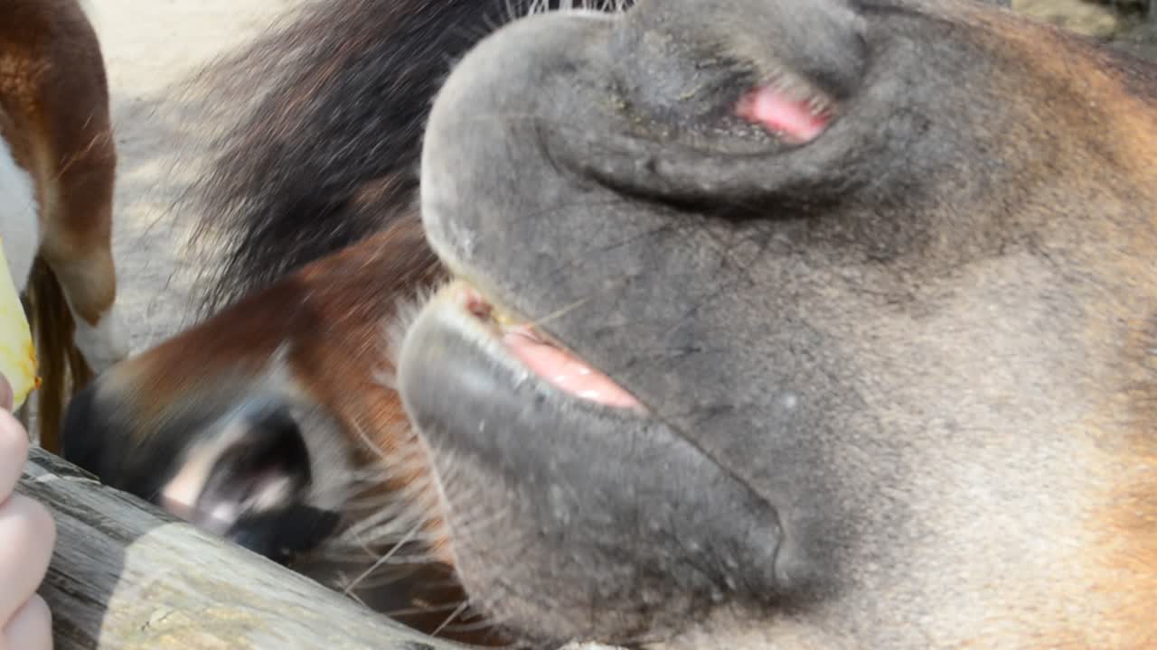 ポニーの頭。農場と馬。