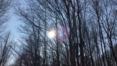 Wandern-Auf-Einer-Waldstraße-Mit-Der-Sonne-Am-Himmel-Und-Dem-Sonnenlicht,-Das-In-Der-Frühen-Frühlingssaison-Durch-Die-Äste-Dringt