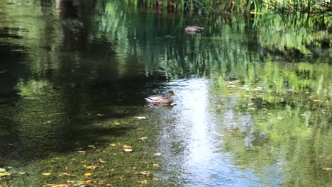a duck swimming in a serene pond