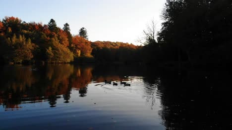 Luftaufnahme-Eines-Wunderschönen-Sees-Mit-Seevögeln-Und-Bäumen-Mit-Herbstfarben-In-Seeland,-Dänemark