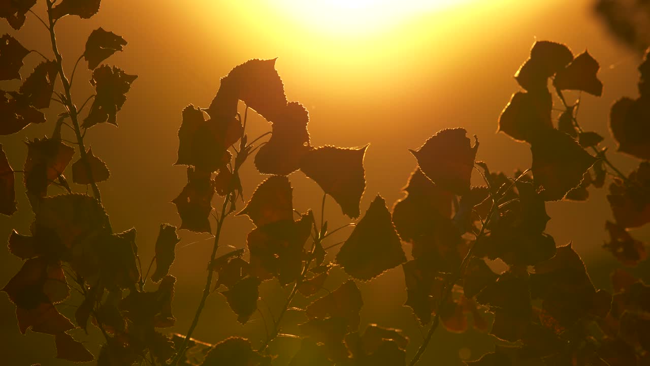 hojas de otoño retroiluminadas