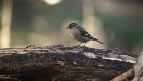 Close-up-static-shot-of-a-femal-Vink-on-an-old-log-looking-around-before-hopping-down-with-an-out-of-focus-background