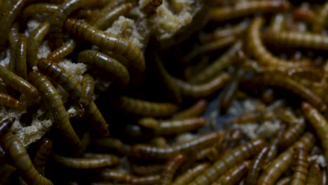 el gusano de la harina es una especie de escarabajo oscuro que se usa para alimentar mascotas como peces, serpientes, pájaros y ranas