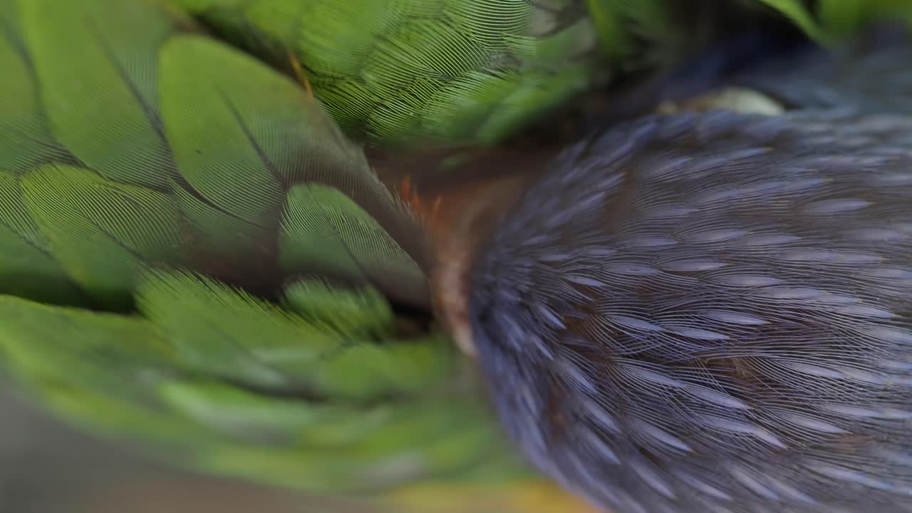 Close-up of Bird Feathers