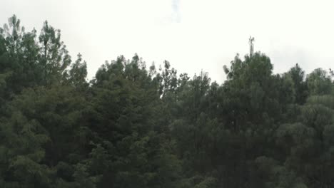 antena de drones, tiro ascendente de árboles altos en un bosque verde neblinoso