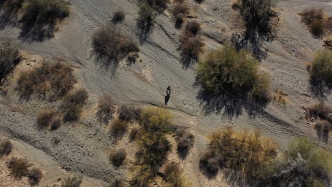 an overhead aerial shot of a desperado wearing a poncho and cowboy hat wandering through a dry wash in arizona's sonoran desert