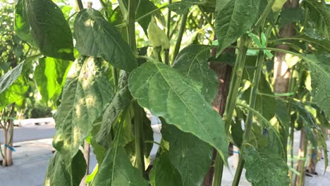 planta de habanero orgánica en la plantación de pimienta en indonesia