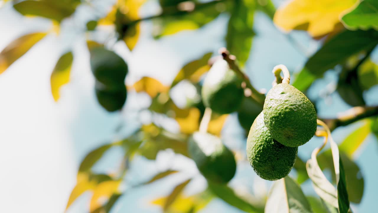 disparo de bajo ángulo de un racimo de aguacates orgánicos jóvenes colgando de un árbol tropical verde