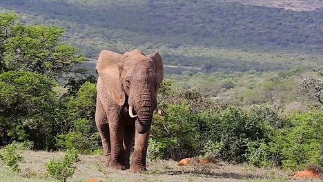 a bull elephant walking slowly in addo elephant national park africa