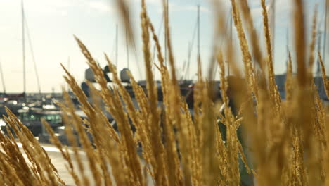 Dried-Grass-Swaying-In-The-Wind-By-The-Marina-During-Sunset