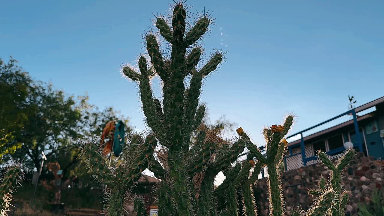 cactus en un jardín del desierto