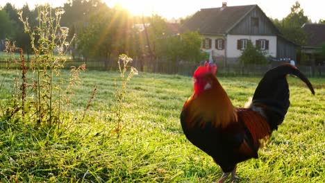 beautiful rooster in morning light: a majestic bird standing proudly in a lush green field surrounded by a tranquil farmhouse and glowing sunrise