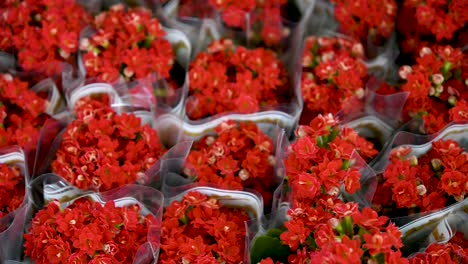 hermosas flores rojas de kalanchoe plantadas en macetas a la venta en el mercado