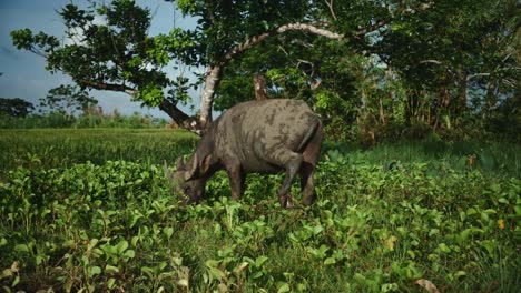 water buffalo turns around and continues grazing on the edge of a rice paddy field in the philippines