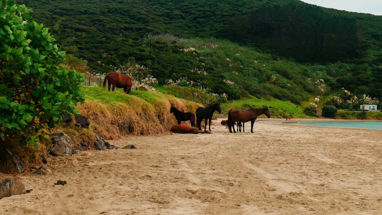 slow-motion mid shot de muchos caballos salvajes en la playa de ahipara, nueva zelanda
