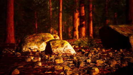 tall-forest-of-sequoias-in-Yosemite-National-Park