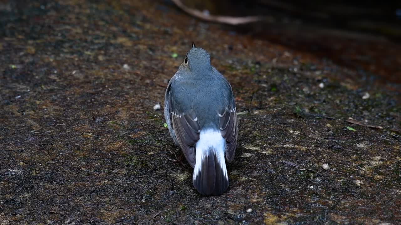 이 암컷 plumbeous redstart는 수컷만큼 화려하지는 않지만 확실히 귀여운 새의 공처럼 푹신합니다.