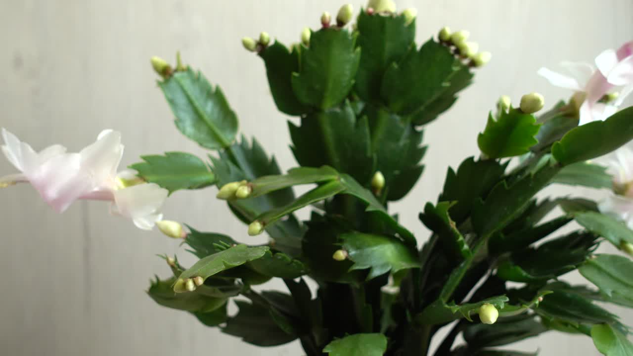 Schlumbergera truncata. Zygocactus. Ripresa in movimento