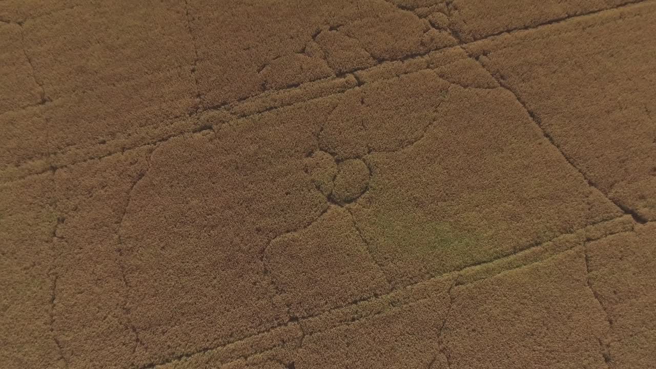 Heart-Shaped Beasts Leave Traces In Agricultural Fields On A Sunny Summer Day. Aerial Pedestal Up