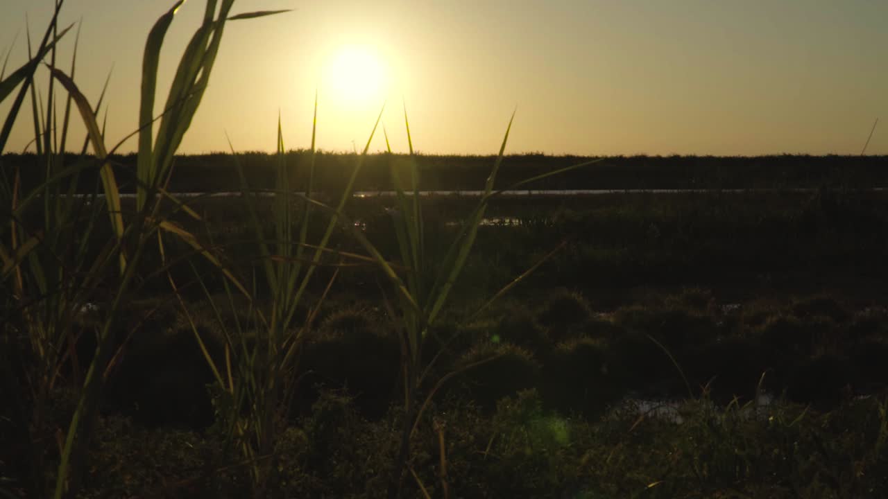 everglades sunset landscape slow motion walk with maidencane plant in foreground