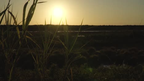 everglades sunset landscape slow motion walk with maidencane plant in foreground