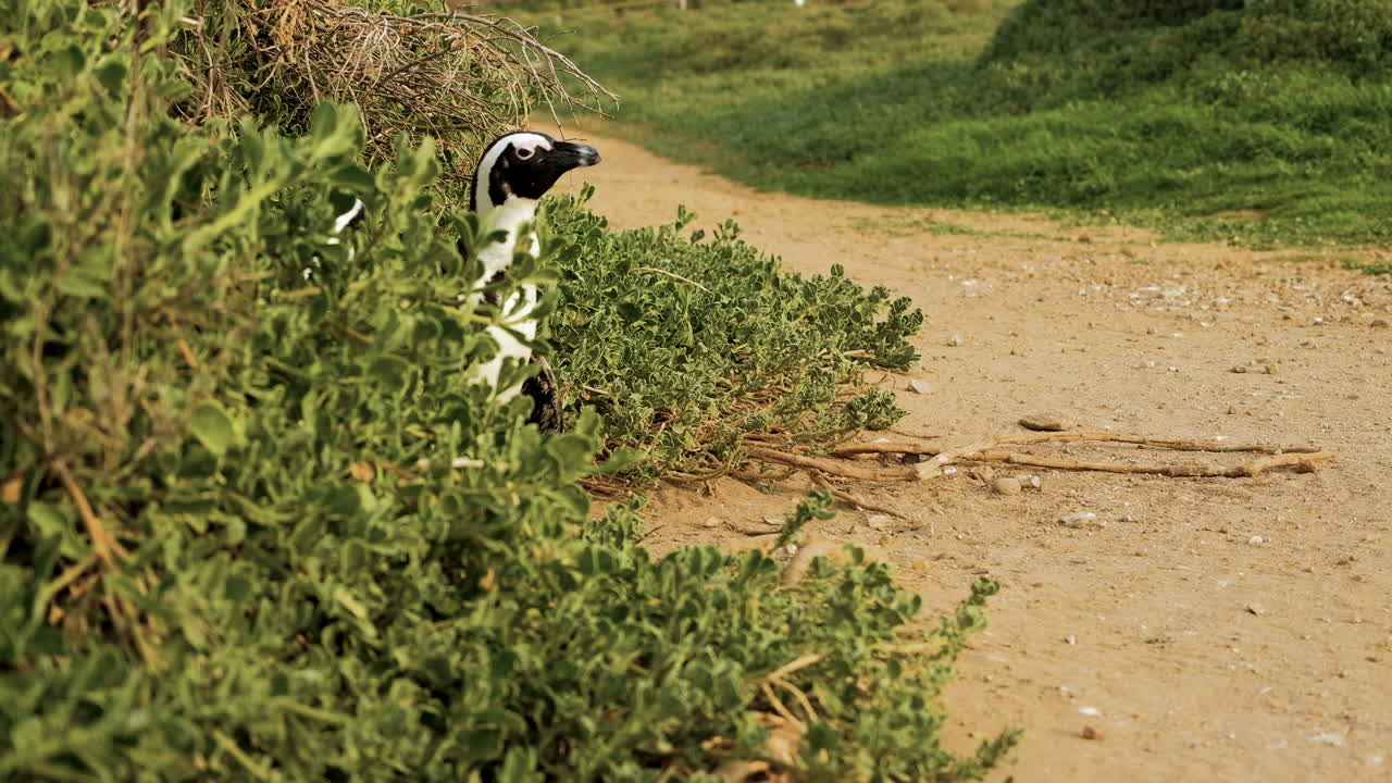 자카스 펭귄 무리가 해안 길에서 조심스럽게 나온다, 낮은 각도