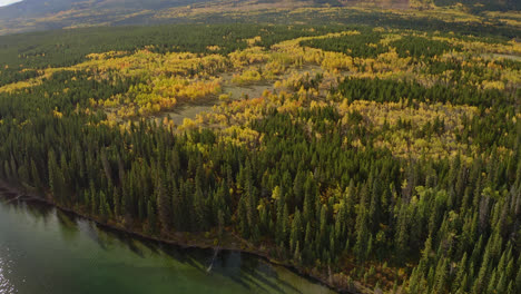 Aerial,-pine-tree-forest-next-to-take-during-autumn