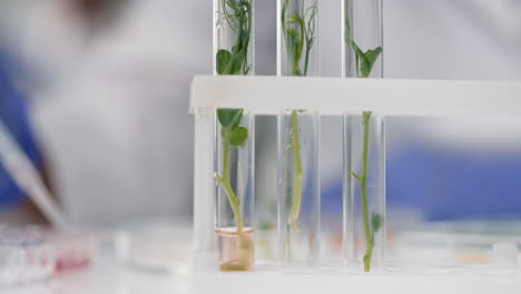gm sprout in test tube analysis