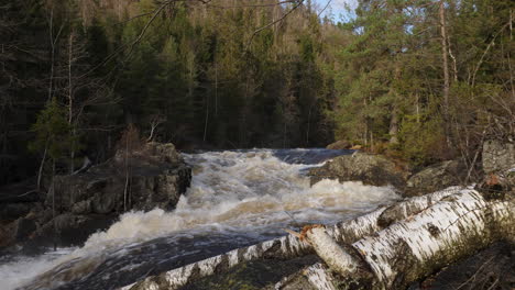 a small waterfall in norway with fallen trees in the foreground, in a pine forest