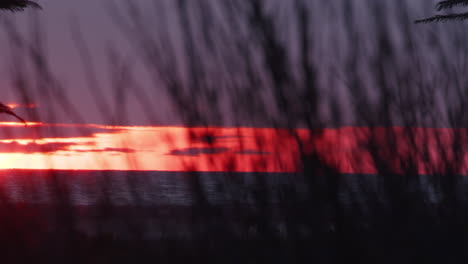 sunset through grass