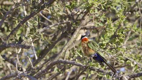 abejaruco de frente blanca acicalándose las plumas mientras está posado en un arbusto