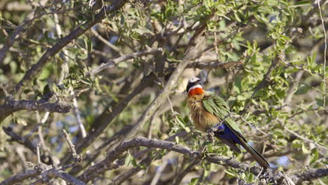 white-fronted bee-eater preening feathers while perched in a shrub