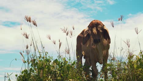 Close-up-of-cow-standing-on-green-field-on-sunny-day-with-blue-clouded-sky-in-Thailand-chewing-grass