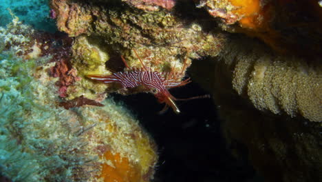 Faszinierende-Kamelgarnelen,-Die-Am-Rand-Einer-Kleinen-Unterwasserhöhle-Hängen-Und-Wild-Umherwandern