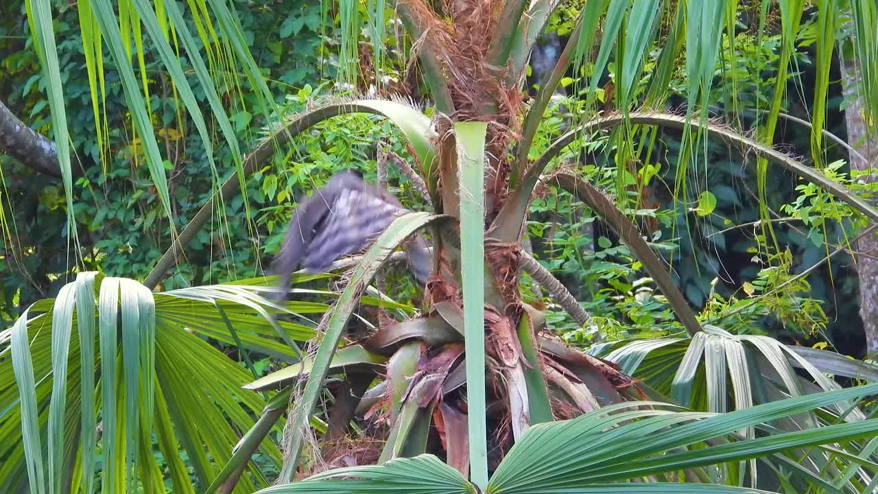 el águila halcón negro toma vuelo desde el bosque tropical en minca, colombia, cerca de santa marta.