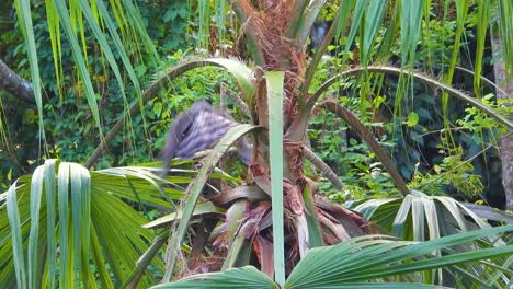 Black-Hawk-Eagle-takes-flight-in-from-tropical-forest-in-Minca,-Colombia,-near-Santa-Marta