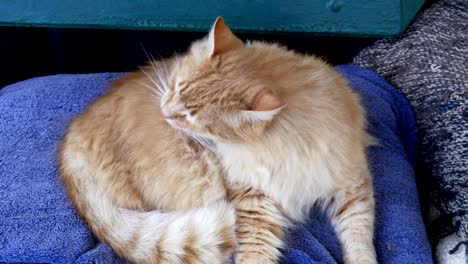 el gato naranja dulce lame su pelaje.