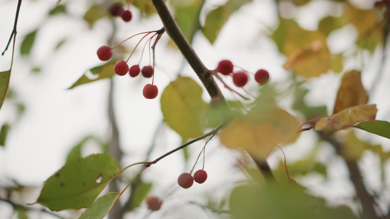 Bacche rosse su ramo con foglie autunnali, cielo coperto e bokeh delicato, macro in primo piano che cattura delicati grappoli e foglie ingiallenti, suggerita una brezza leggera, atmosfera tranquilla di bosco, raccolto stagionale