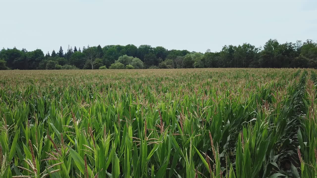 campo de maíz con bosque y cielo en fondo 4k drone