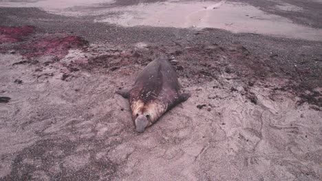 Drohnenansicht-Eines-Strandmeister-Elefantenrobbenmännchens-Und-Seines-Harems-Aus-Weibchen-Und-Ihren-Kälbern,-Die-Am-Sandigen-Ufer-Am-Meer-Ruhen