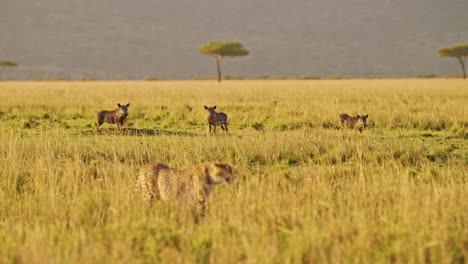 slow motion of animals hunting, cheetah and warthog on a hunt in africa, african wildlife in masai mara safari, kenya in maasai mara, amazing animal behaviour in beautiful golden sun light