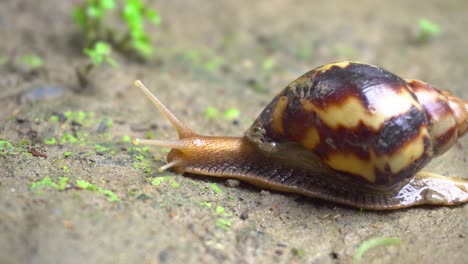 a snail is going slowly