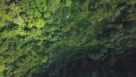 overhead drone video of tree top of dense tropical rain forest trees