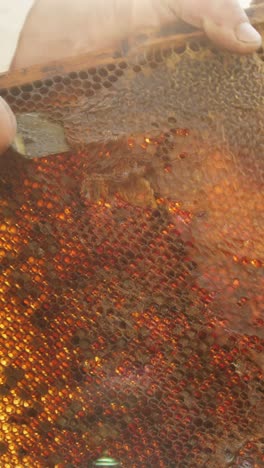 honeycomb frame with honey and tools